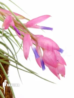 Tillandsia Aeranthos Xl