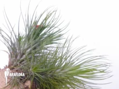 Tillandsia Andreana Xl -Green Haven Sales Store Tillandsia andreana 3