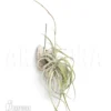 Tillandsia Cacticola