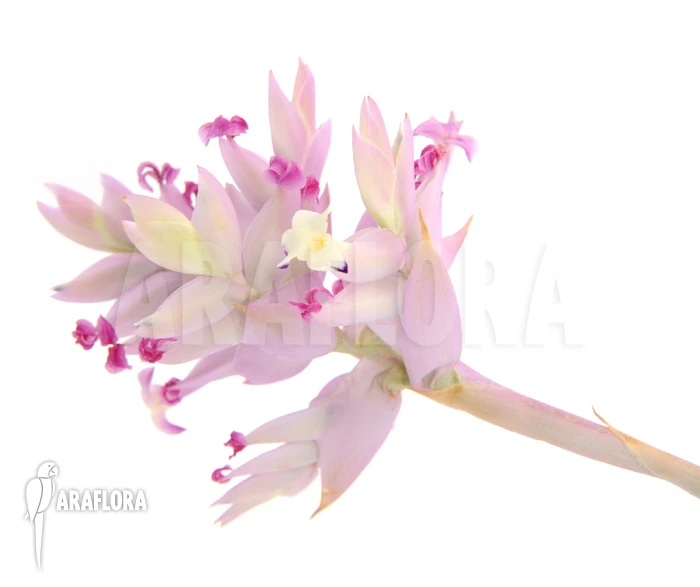 Tillandsia Cacticola (L) 1 Tillandsia Cacticola (L)