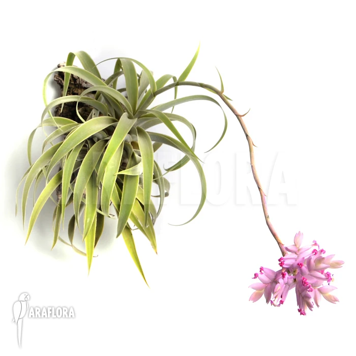 Tillandsia Cacticola (L) 2 Tillandsia Cacticola (L) - Image 2