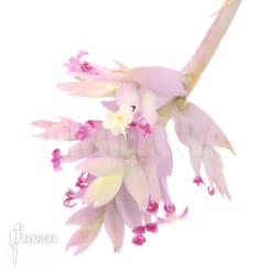 Tillandsia Cacticola (L) 7 Tillandsia Cacticola (L) -Green Haven Sales Store Tillandsia cacticola L 3