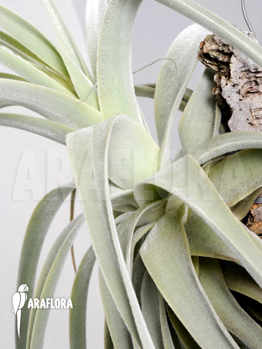 Tillandsia Cacticola (L) 4 Tillandsia Cacticola (L) - Image 4