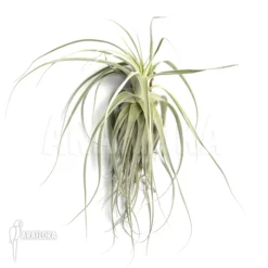 Tillandsia Cacticola (L) 9 Tillandsia Cacticola (L) -Green Haven Sales Store Tillandsia cacticola L 5