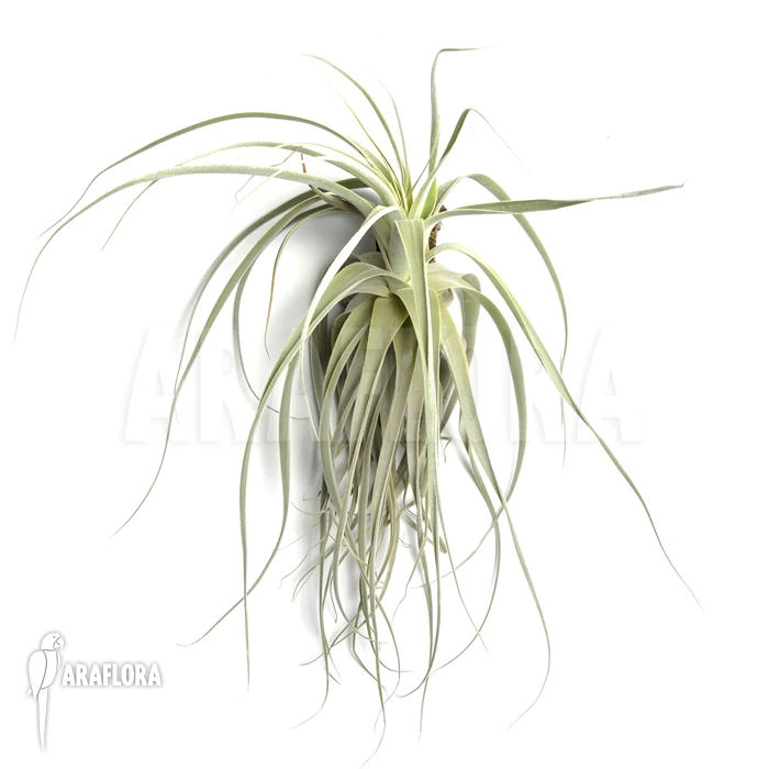Tillandsia Cacticola (L) 5 Tillandsia Cacticola (L) - Image 5