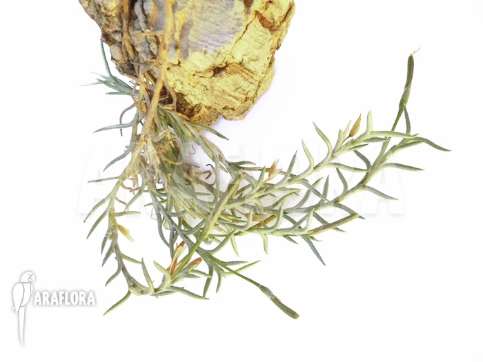 Tillandsia Capillaris 'S' 2 Tillandsia Capillaris 'S' - Image 2