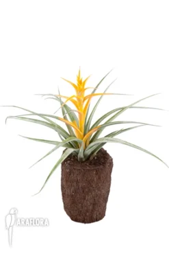 Tillandsia Capitata 'Maya Gold' -Green Haven Sales Store Tillandsia capitata Maya Gold 2