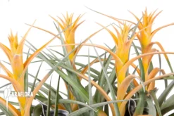 Tillandsia Capitata 'Maya Gold' -Green Haven Sales Store Tillandsia capitata Maya Gold 4