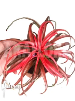 Tillandsia Capitata 'Hermosa'