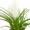 Tillandsia Cyanea 'Ivory Tower'