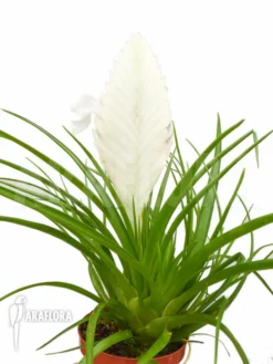 Tillandsia Cyanea 'Ivory Tower'