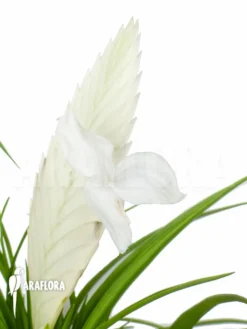 Tillandsia Cyanea 'Ivory Tower' 11 Tillandsia Cyanea 'Ivory Tower' -Green Haven Sales Store Tillandsia cyanea Ivory tower 2