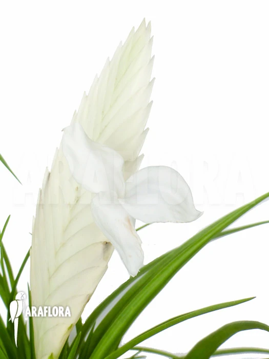 Tillandsia Cyanea 'Ivory Tower' 6 Tillandsia Cyanea 'Ivory Tower' - Image 6