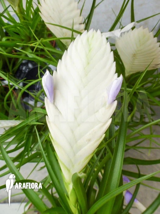 Tillandsia Cyanea 'Ivory Tower' 5 Tillandsia Cyanea 'Ivory Tower' - Image 5