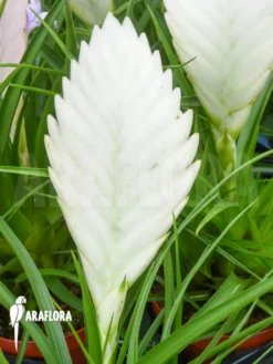 Tillandsia Cyanea 'Ivory Tower' 9 Tillandsia Cyanea 'Ivory Tower' -Green Haven Sales Store Tillandsia cyanea Ivory tower 4