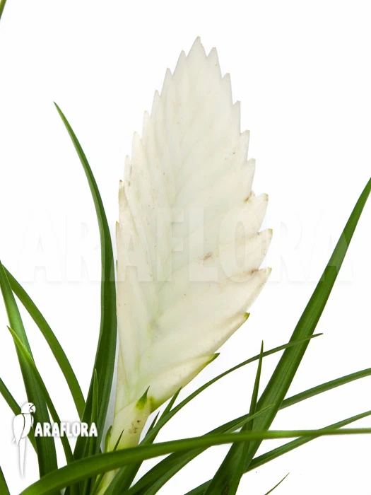Tillandsia Cyanea 'Ivory Tower' 3 Tillandsia Cyanea 'Ivory Tower' - Image 3
