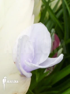 Green Haven Sales Store -Green Haven Sales Store Tillandsia cyanea Ivory tower 6