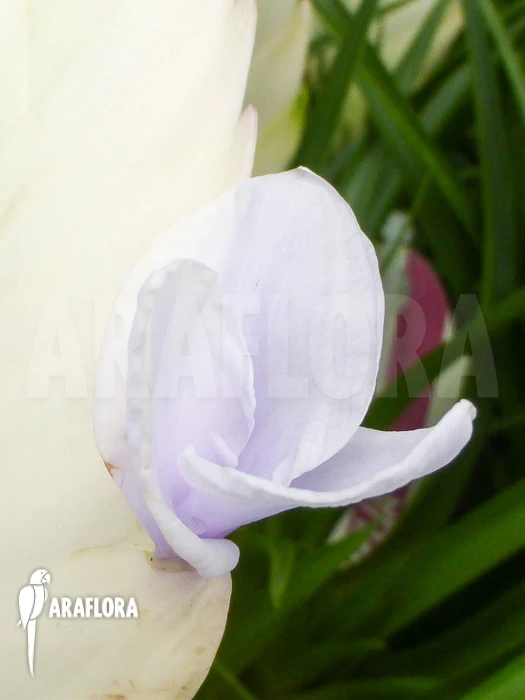 Tillandsia Cyanea 'Ivory Tower' 2 Tillandsia Cyanea 'Ivory Tower' - Image 2