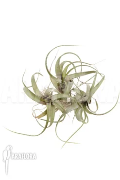 Tillandsia Flexuosa -Green Haven Sales Store Tillandsia flexuosa 3