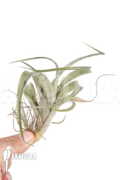 Tillandsia Flexuosa -Green Haven Sales Store Tillandsia flexuosa 4
