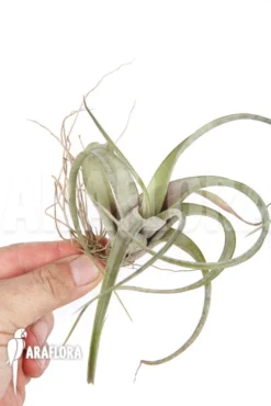 Tillandsia Flexuosa -Green Haven Sales Store Tillandsia flexuosa 5
