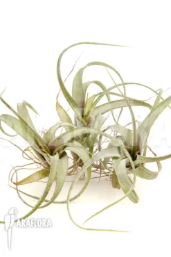 Tillandsia Flexuosa -Green Haven Sales Store Tillandsia flexuosa 6