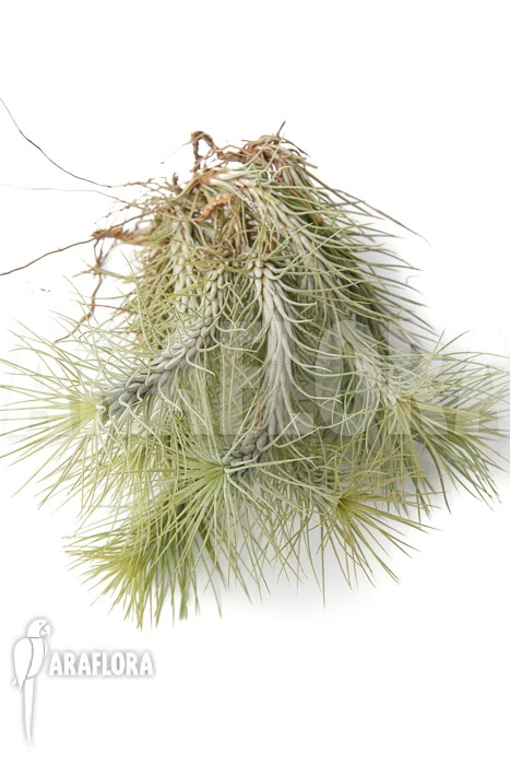 Tillandsia Funckiana 'L' 1 Tillandsia Funckiana 'L'