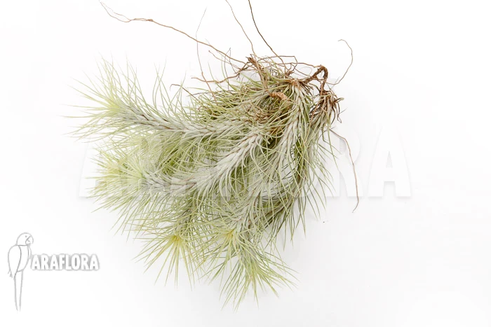 Tillandsia Funckiana 'L' 2 Tillandsia Funckiana 'L' - Image 2
