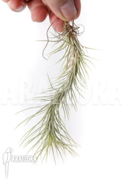 Tillandsia Funckiana 'L' 6 Tillandsia Funckiana 'L' -Green Haven Sales Store Tillandsia funckiana L 3