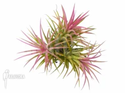 Blushing Bride Tillandsia 'Tillandsi Ionantha'