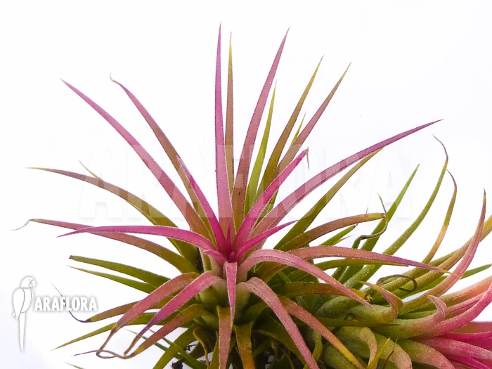 Blushing Bride Tillandsia 'Tillandsi Ionantha' 2 Blushing Bride Tillandsia 'Tillandsi Ionantha' - Image 2