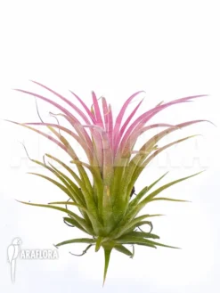 Blushing Bride Tillandsia 'Tillandsi Ionantha' 5 Blushing Bride Tillandsia 'Tillandsi Ionantha' -Green Haven Sales Store Tillandsia ionantha 3