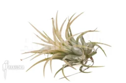 Tillandsia Ionantha 'Druid'
