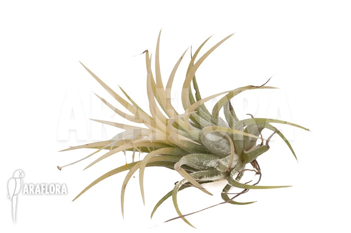 Tillandsia Ionantha 'Druid' 1 Tillandsia Ionantha 'Druid'