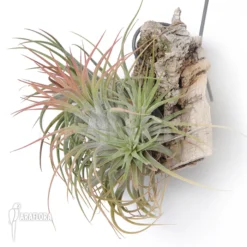 Tillandsia Ionantha (M)