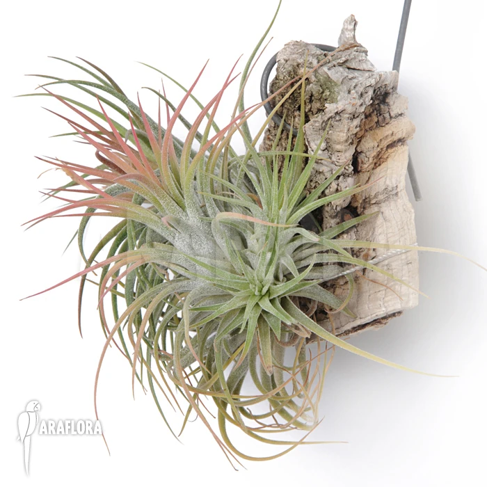 Tillandsia Ionantha (M) 1 Tillandsia Ionantha (M)