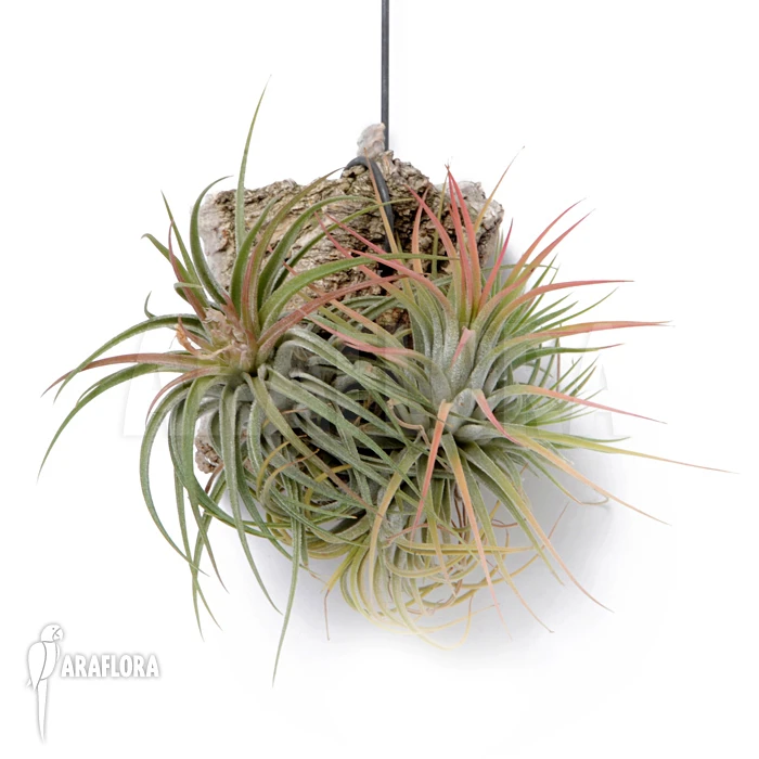 Tillandsia Ionantha (M) 2 Tillandsia Ionantha (M) - Image 2
