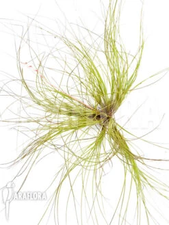 Tillandsia Juncifolia -Green Haven Sales Store Tillandsia juncifolia 5