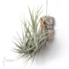 Tillandsia Mitlaensis