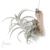 Tillandsia Muhriae