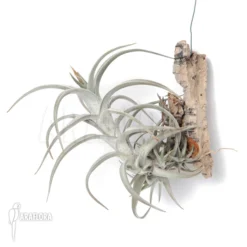 Tillandsia Muhriae