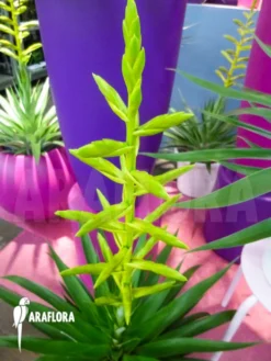 Tillandsia Oerstediana