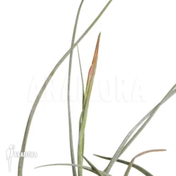 Tillandsia Schiedeana