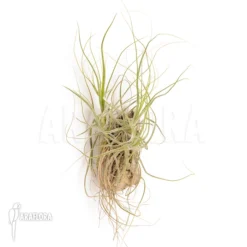 Tillandsia Schiedeana -Green Haven Sales Store Tillandsia schiedeana 2