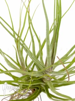 Tillandsia Schiedeana -Green Haven Sales Store Tillandsia schiedeana 6