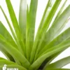 Tillandsia Secunda