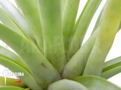 Tillandsia Secunda -Green Haven Sales Store Tillandsia secunda 3