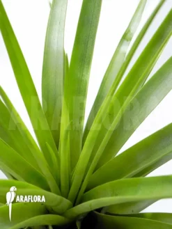Tillandsia Secunda -Green Haven Sales Store Tillandsia secunda 4