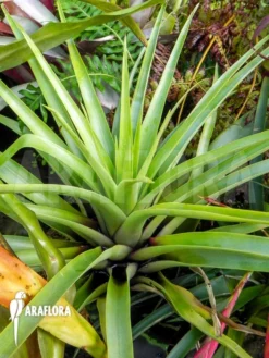 Tillandsia Secunda -Green Haven Sales Store Tillandsia secunda 5
