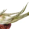 Tillandsia Seleriana